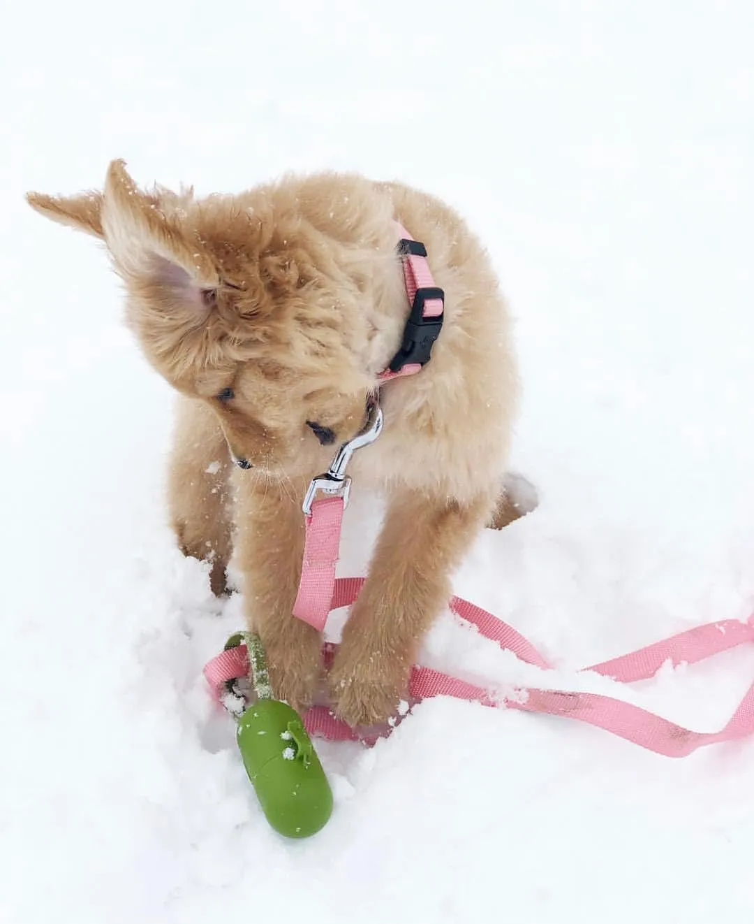 Blueberry Pet Essentials  |  |   |  |  | 