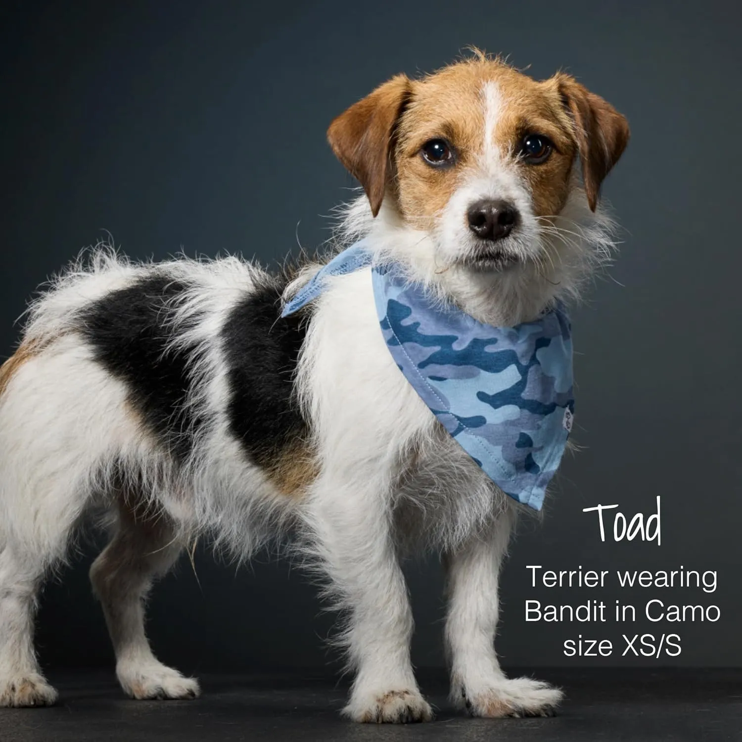 Multipack 100% Organic Cotton Pet Bandanas for Small, Medium and Large Dogs, Black Watch Plaid, Medium/Large